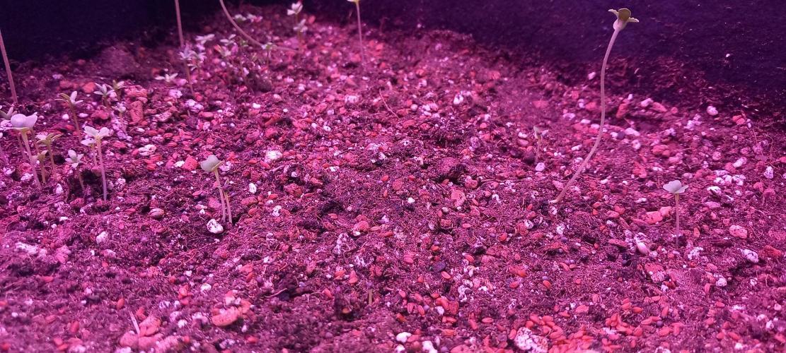 Regular Autoflower Indoor Landrace. Week 1 - Evolutionary pressure = planned suboptimal conditions wet, dry, heat, no air yet