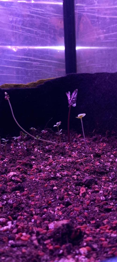 Regular Autoflower Indoor Landrace. Week 1 - Weed looks less naked between smaller plants