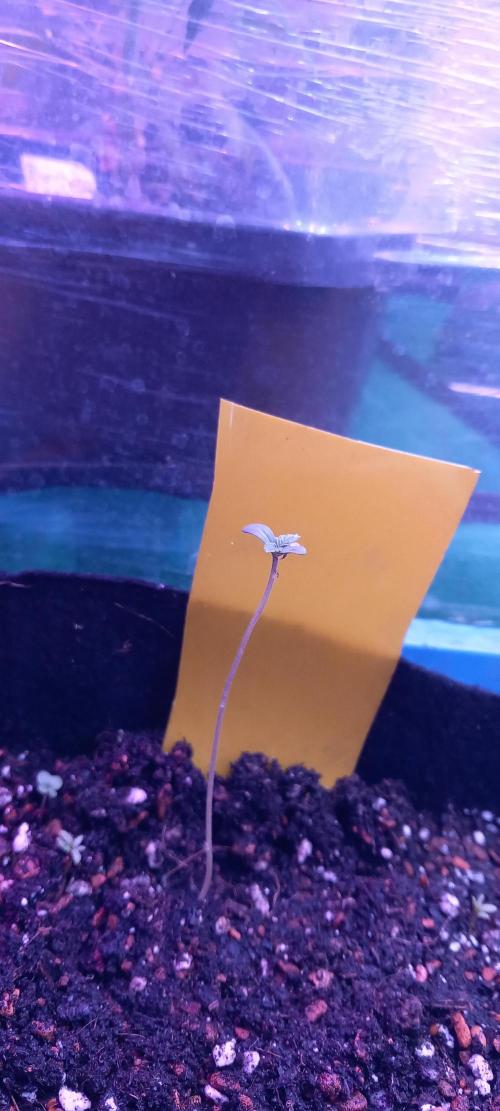 Regular Autoflower Indoor Landrace. Week 1 - Aaaand swapped nothing to see here