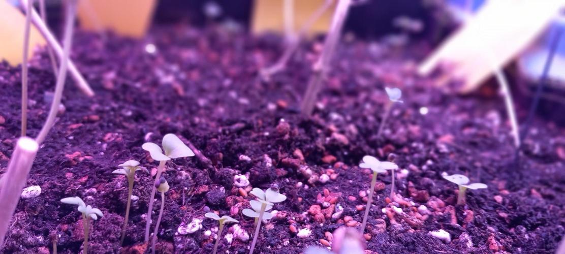 Regular Autoflower Indoor Landrace. Week 1