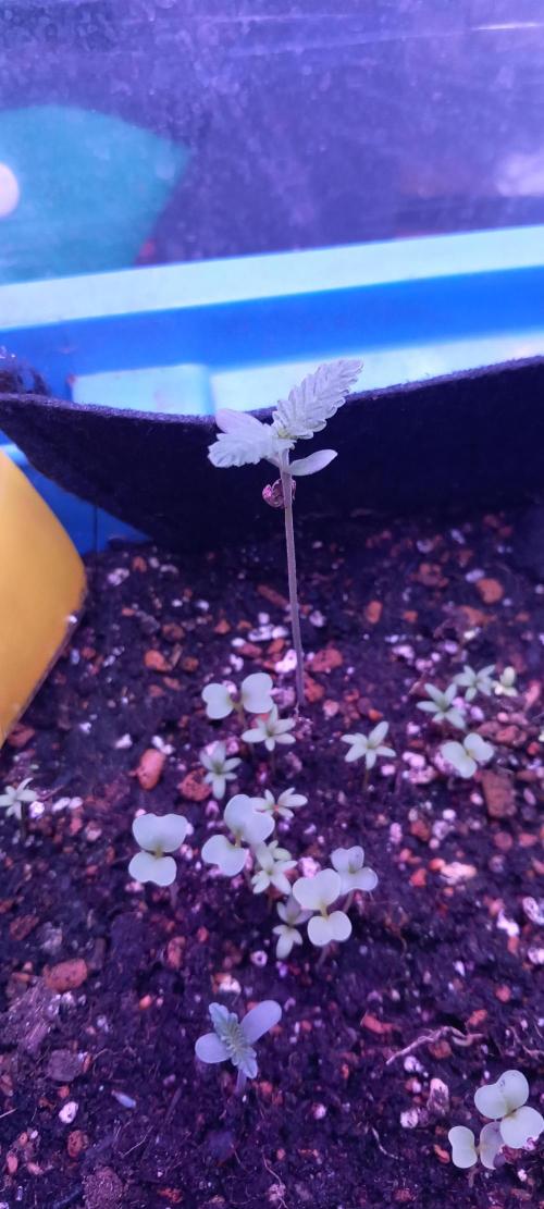 Regular Autoflower Indoor Landrace. Week 1