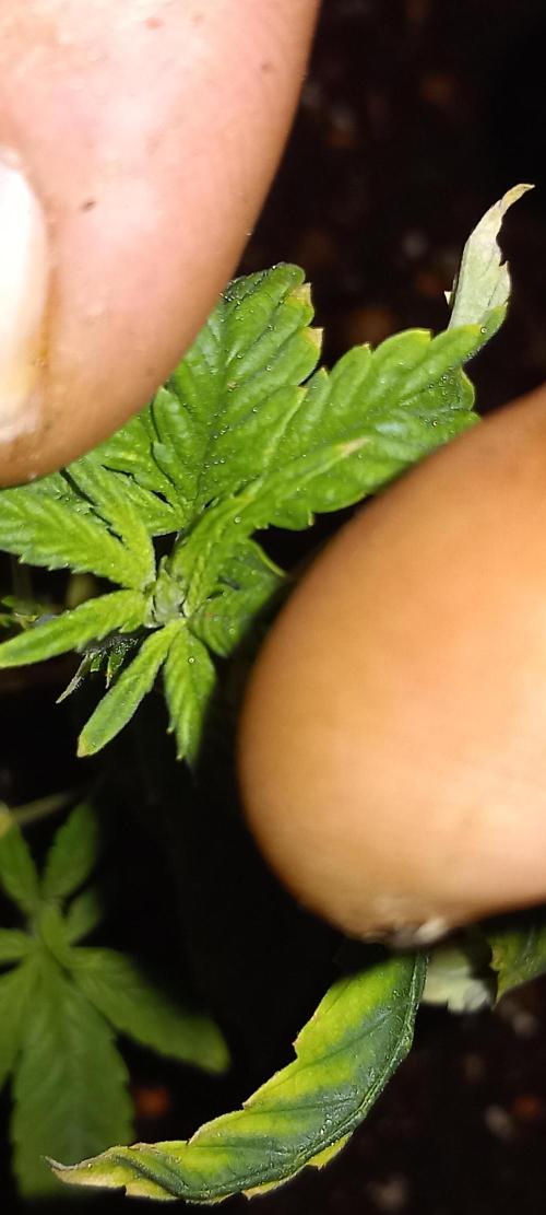 How low can u go. Week 36 - Bubble Gum