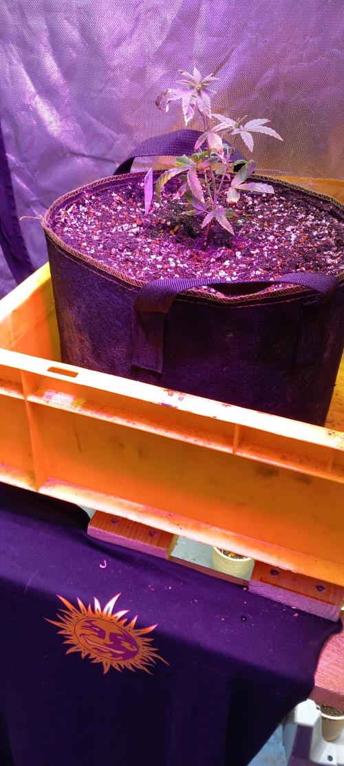 How low can u go. Week 36 - Wonder how she looks with space to stretch and power to grow