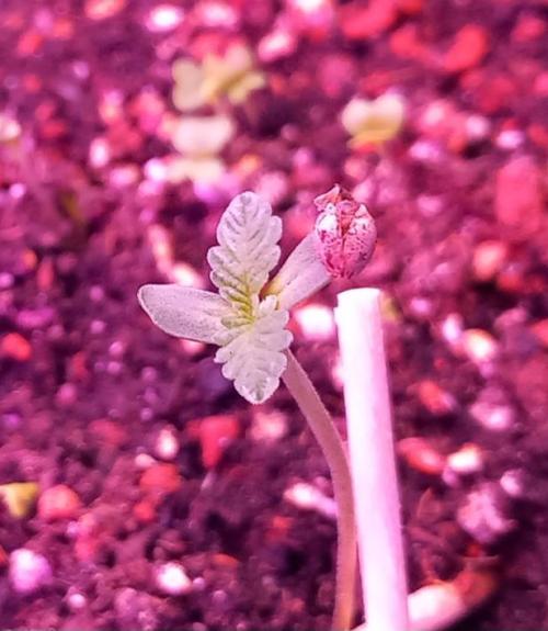 Regular Autoflower Indoor Landrace. Week 2