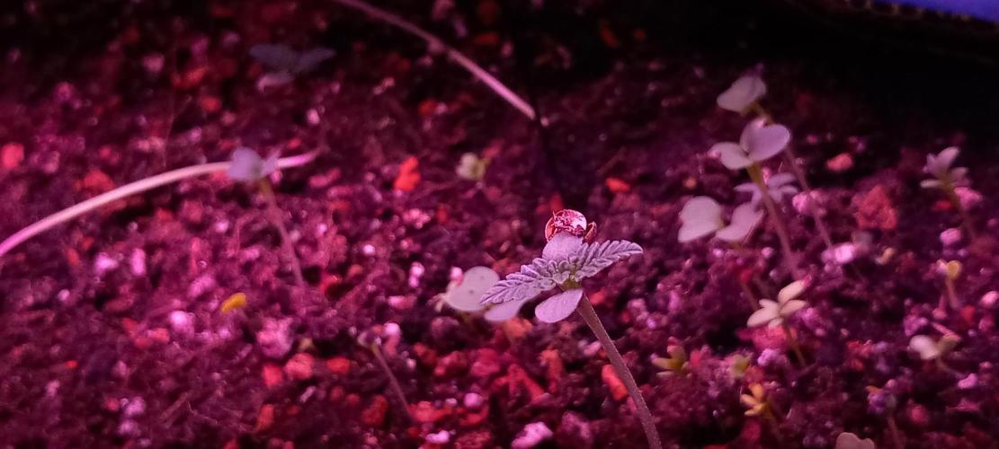 Regular Autoflower Indoor Landrace. Week 2