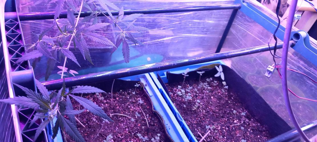 Regular Autoflower Indoor Landrace. Week 2