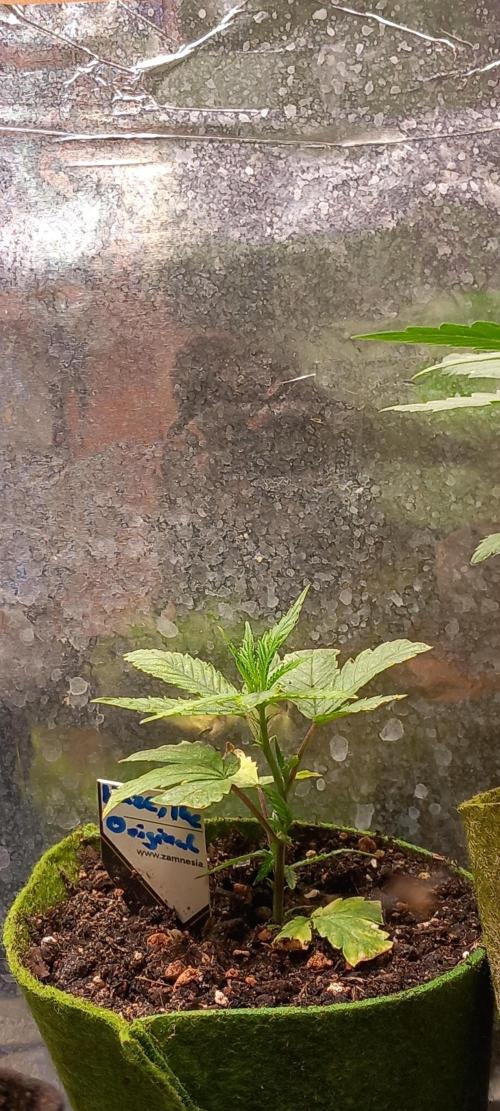 Haze Window. Week 27