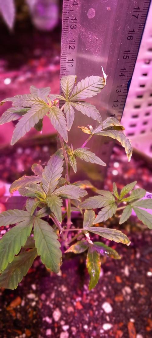 How low can u go. Week 36 - Fimmed once before - topped with minimal stress, good for 12/12
