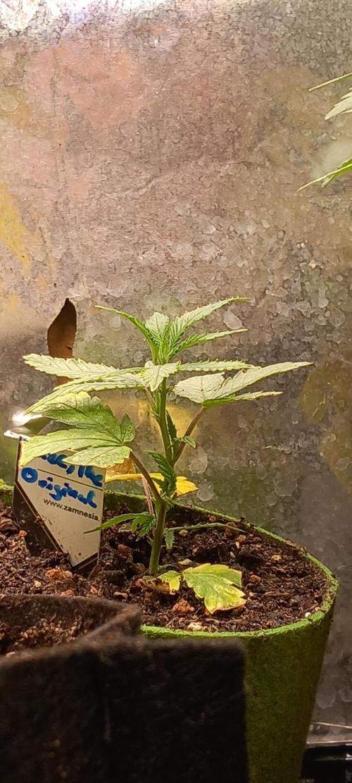 Haze Window. Week 27 - When a pure Haze plant gathers momentum, wild stuff follows. 1x fimming now ✂️🚰