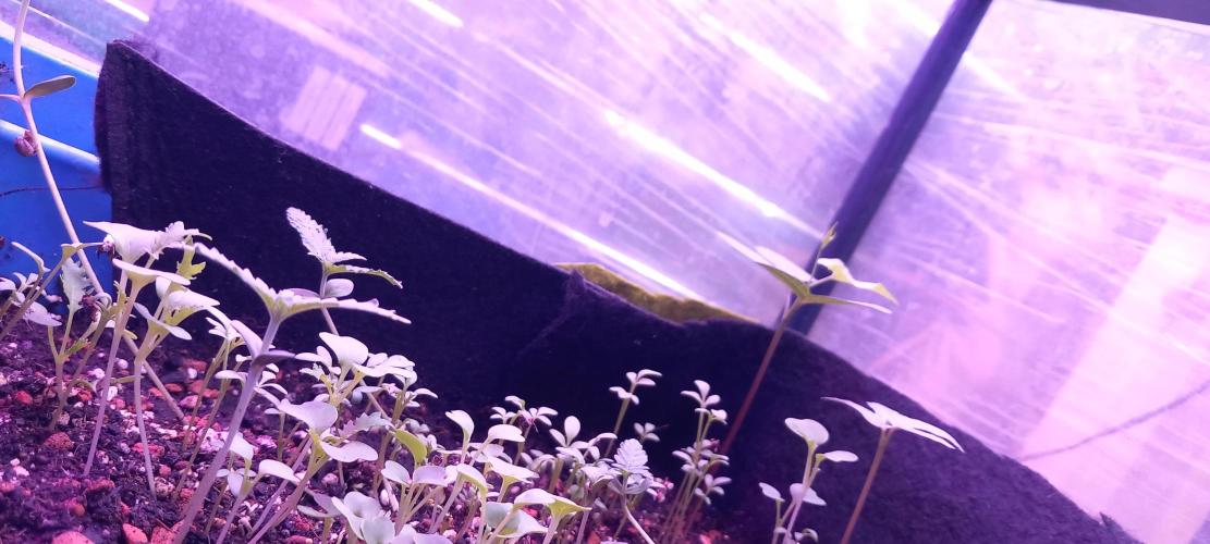 Regular Autoflower Indoor Landrace. Week 2