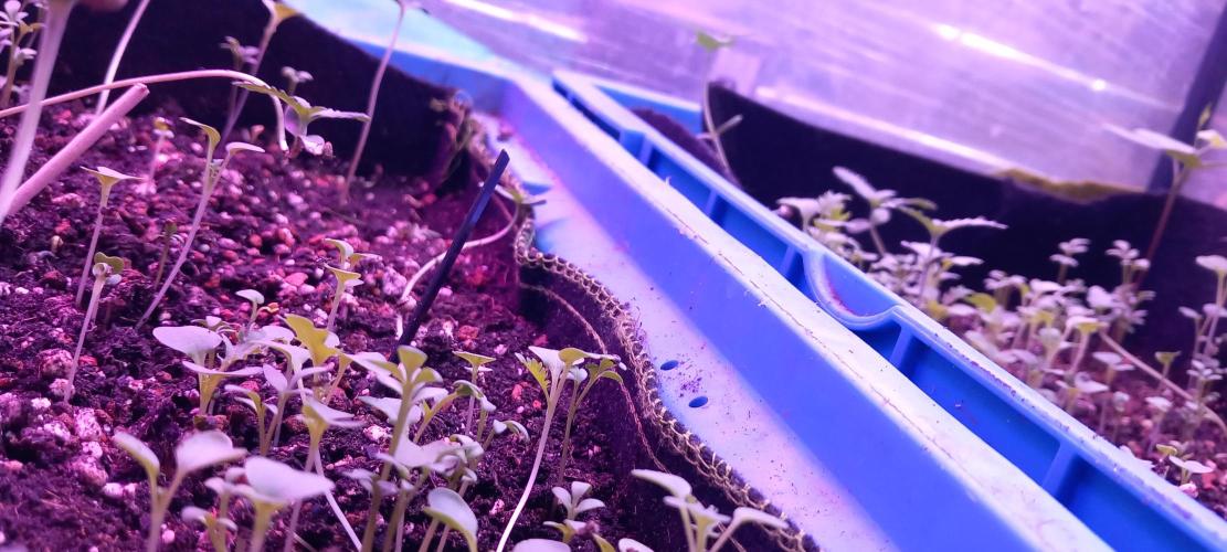 Regular Autoflower Indoor Landrace. Week 2