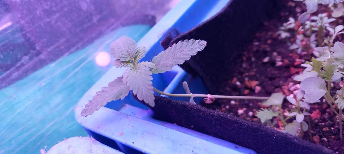 Regular Autoflower Indoor Landrace. Week 2 - What is that o.O holy shh looking ok that one