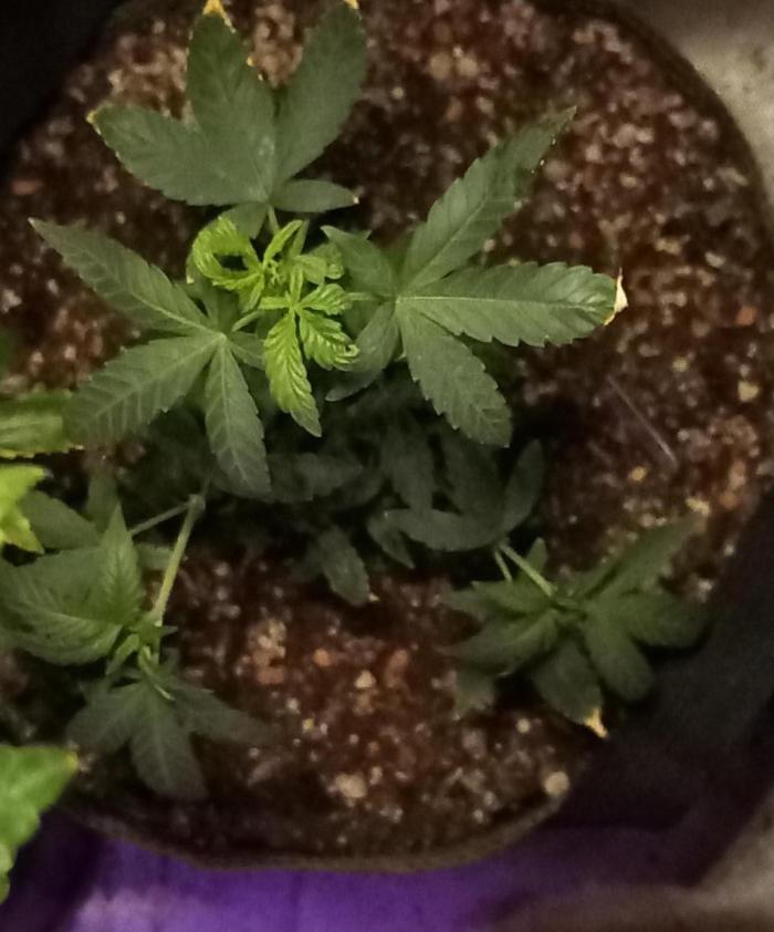 How low can u go. Week 37