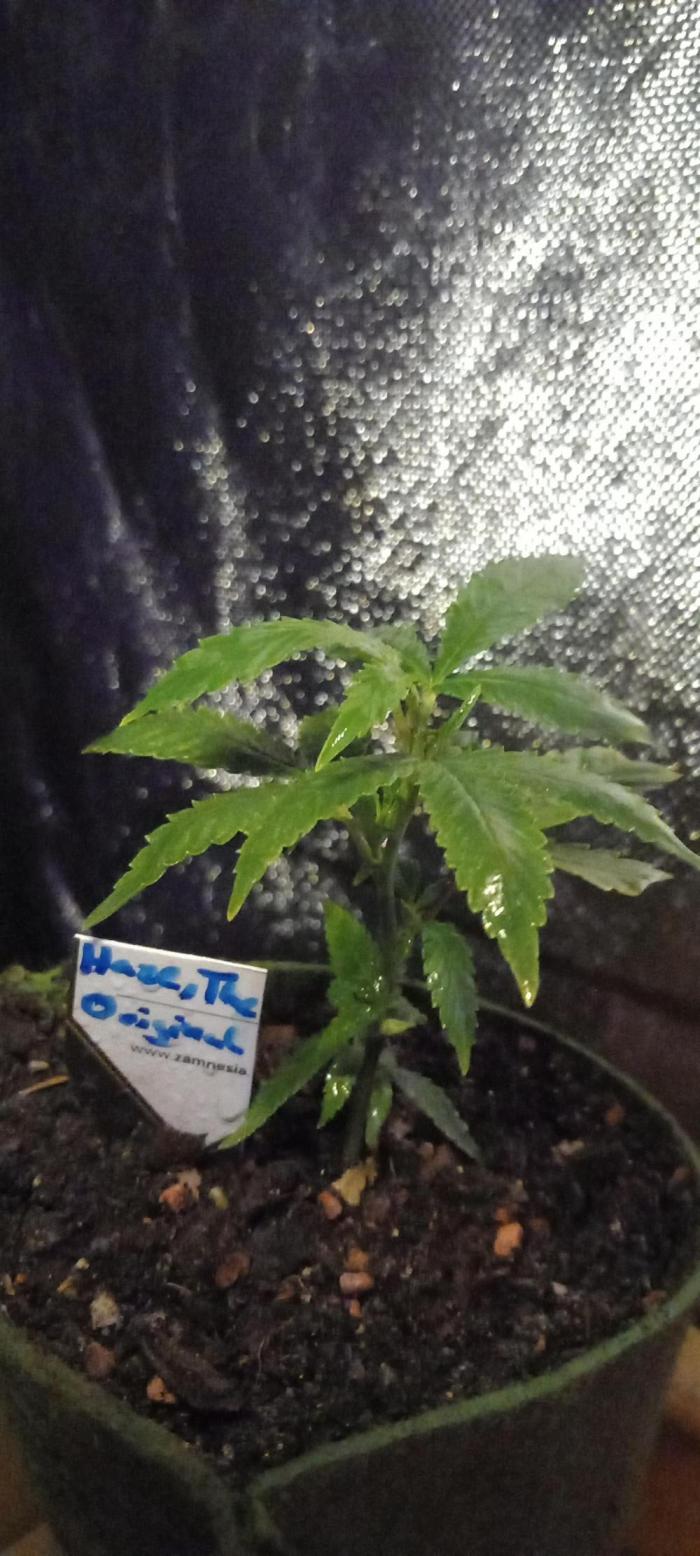 Haze Window. Week 28