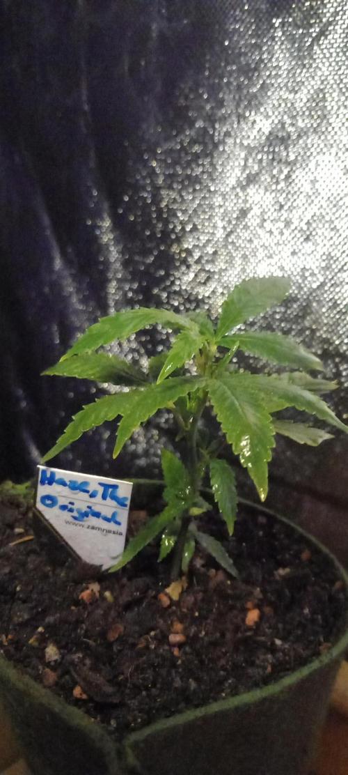 The Original Haze. Week 28
