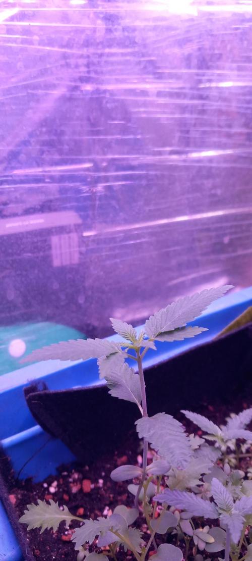 Regular Autoflower Indoor Landrace. Week 2 - I like this particular plant its very symmetric. But fast ones u never now