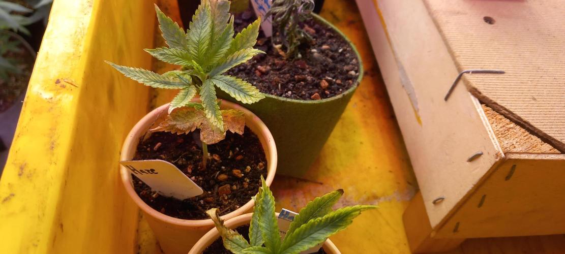 Haze Window. Week 28 - Mistakes happen, always have a backup!