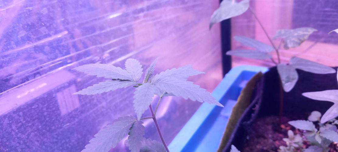 Regular Autoflower Indoor Landrace. Week 2