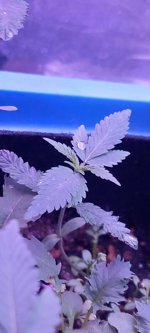 Regular Autoflower Indoor Landrace. Week 2