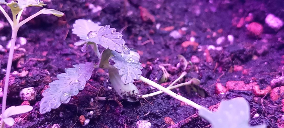 Regular Autoflower Indoor Landrace. Week 2