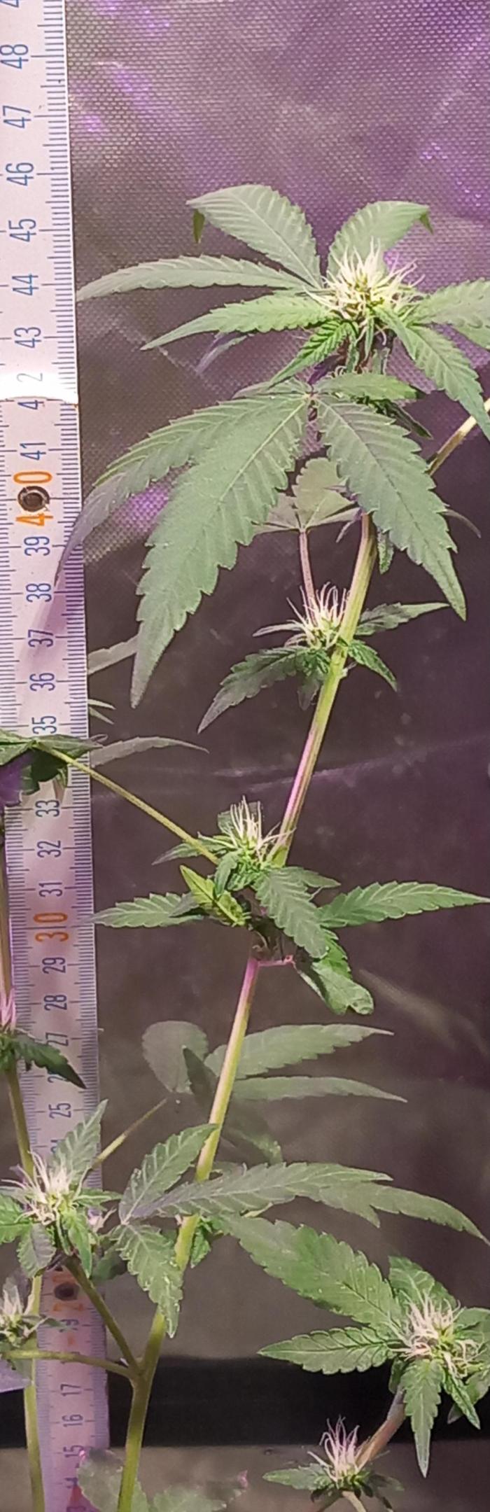 How low can u go. Week 38 - Bubble Gum was 20 years ahead of its time. So nicely balanced 🤗