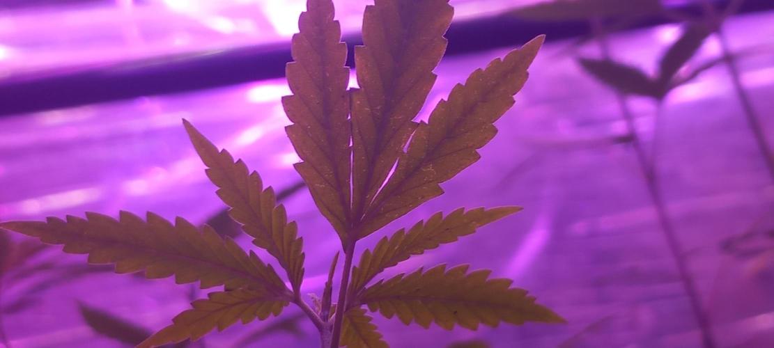 Regular Autoflower Indoor Landrace. Week 3 - Example for genetic trait from Passion#1 father: funny leaf shape