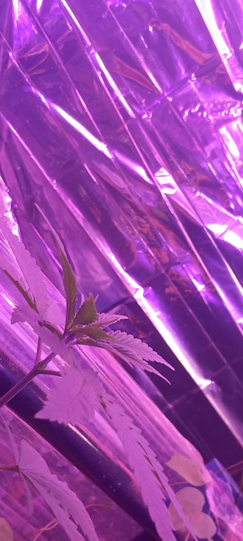 Regular Autoflower Indoor Landrace. Week 3 - The biggest plant. From above, its hard to tell differences. 
