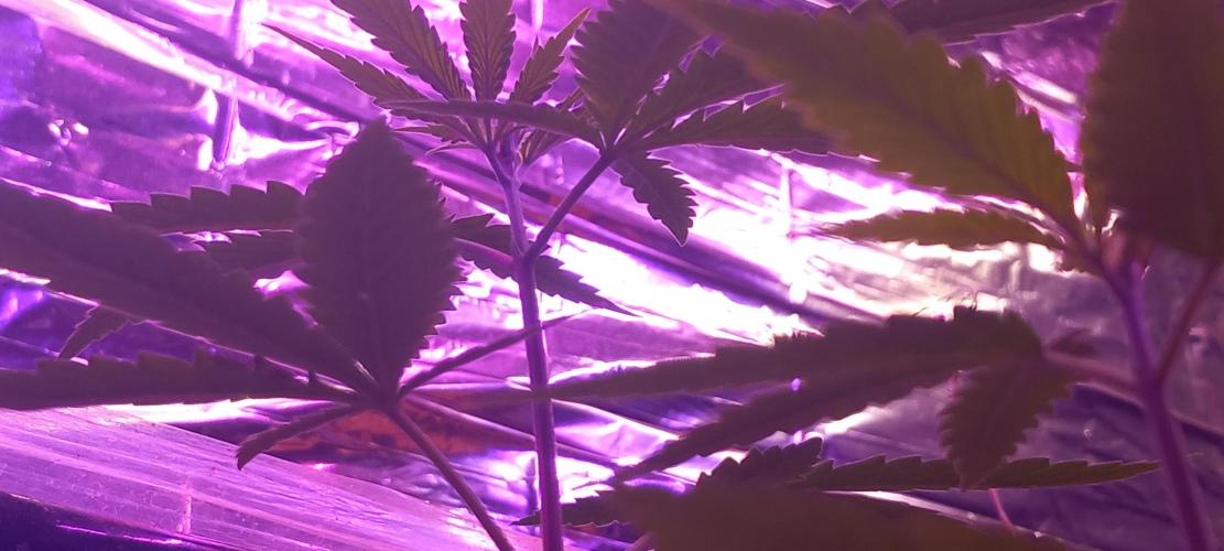 Regular Autoflower Indoor Landrace. Week 3 - From below u see. The blueish green is a trait from the raspberry howl mother. 