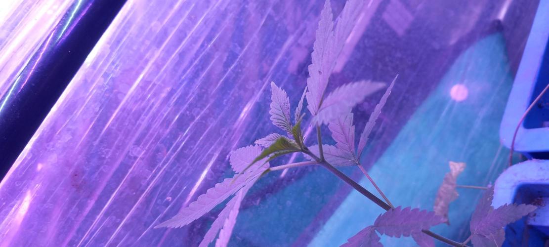 Regular Autoflower Indoor Landrace. Week 3