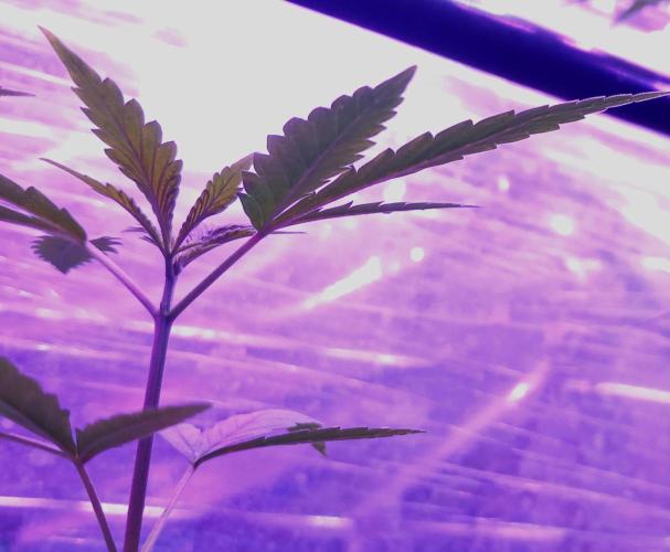 Regular Autoflower Indoor Landrace. Week 3