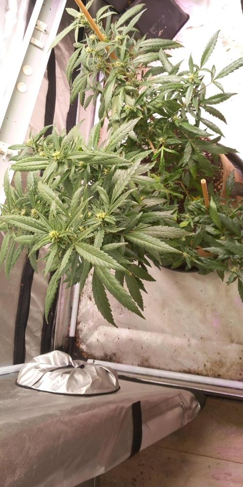Chr.BerryPurple P autoXPineapple Express. Week 9