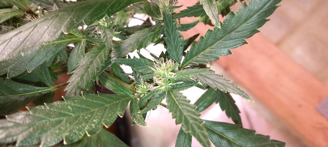 Chr.BerryPurple P autoXPineapple Express. Week 9