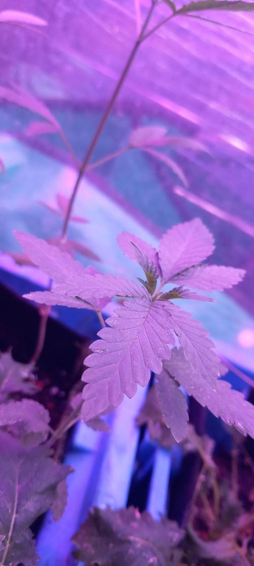 Regular Autoflower Indoor Landrace. Week 3