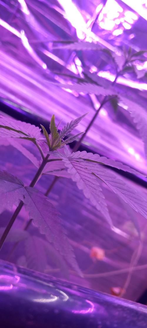 Regular Autoflower Indoor Landrace. Week 3