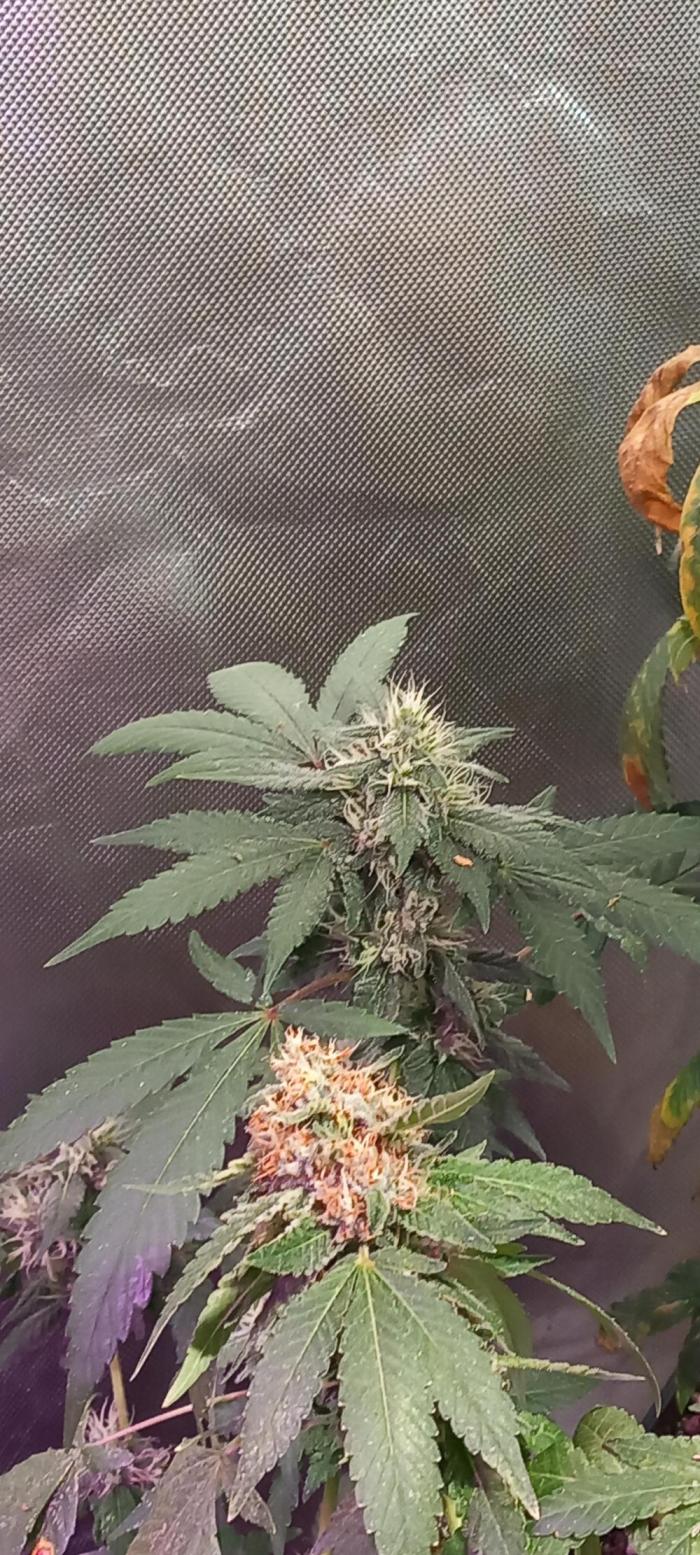 How low can u go. Week 39