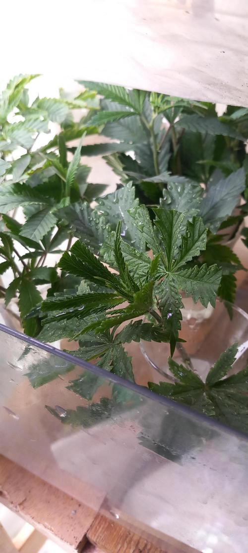 Regular Autoflower Indoor Landrace. Week 4