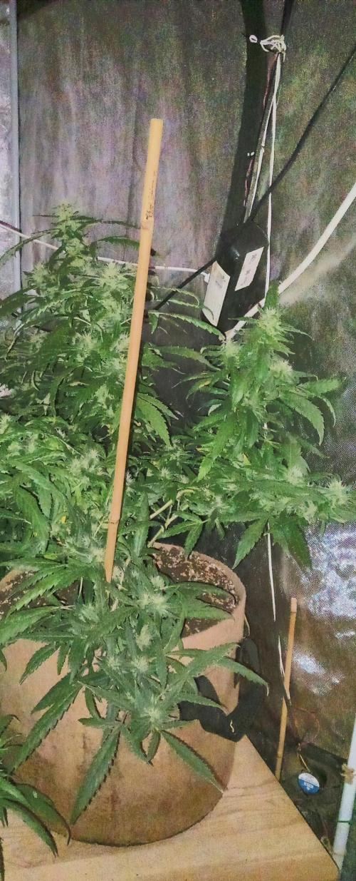 Chr.BerryPurple P autoXPineapple Express. Week 9