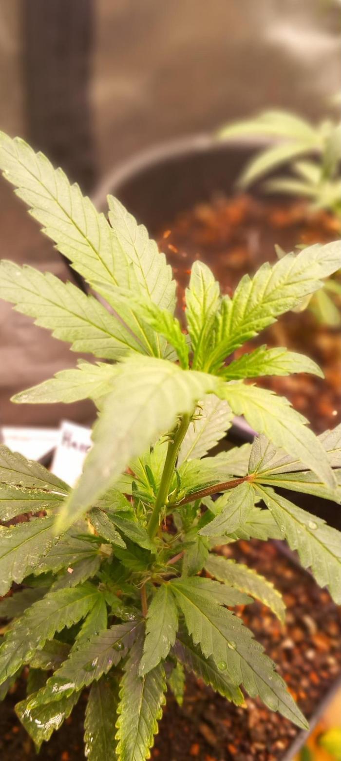 Haze Window. Week 29