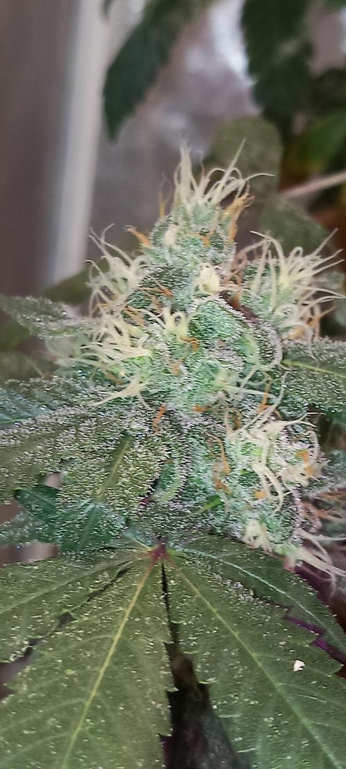 How low can u go. Week 40