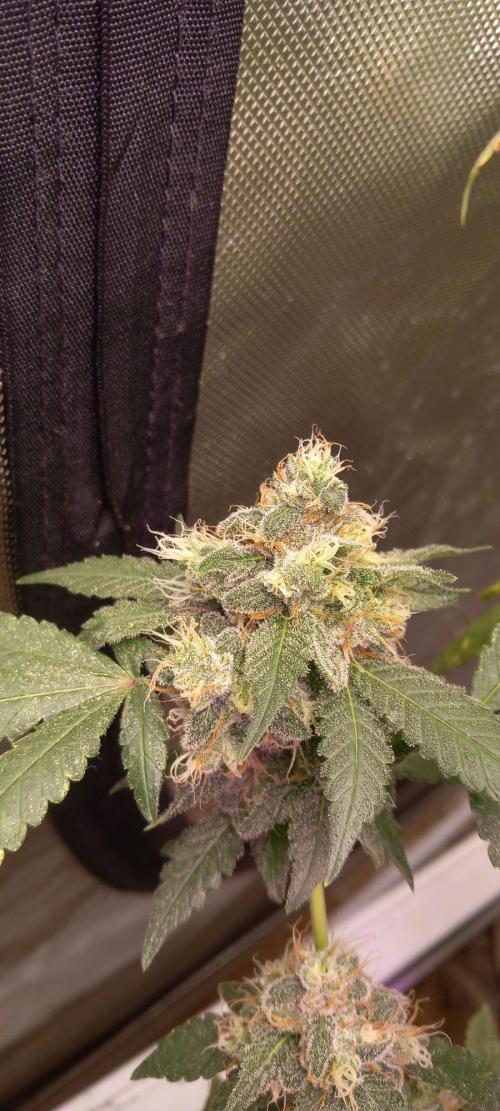How low can u go. Week 40