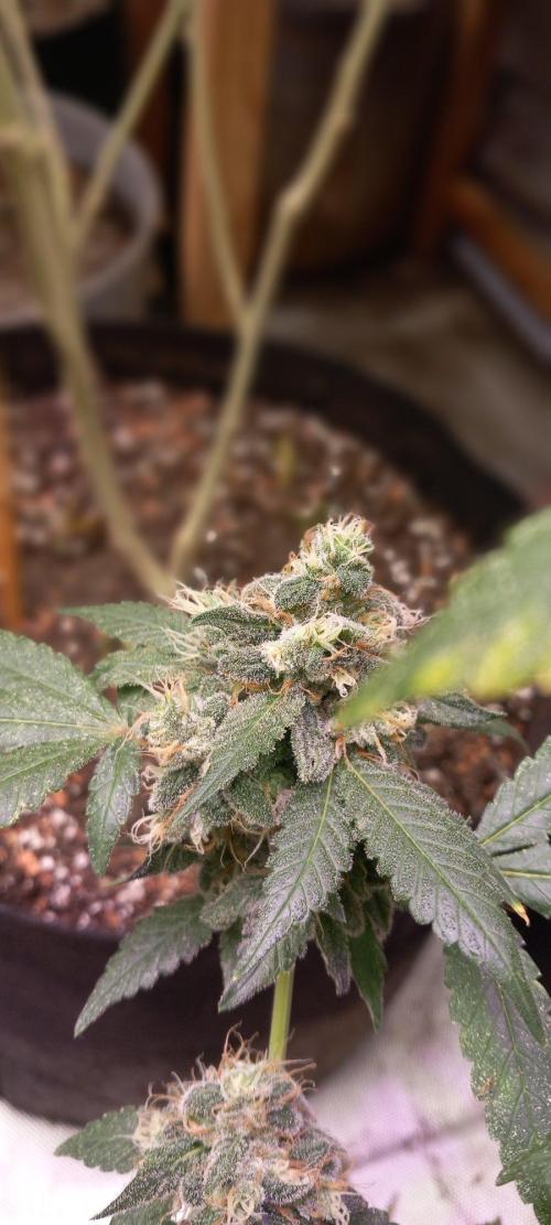 How low can u go. Week 40