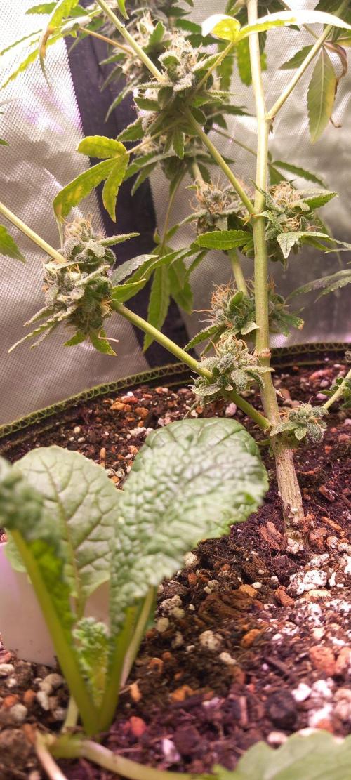 How low can u go. Week 40