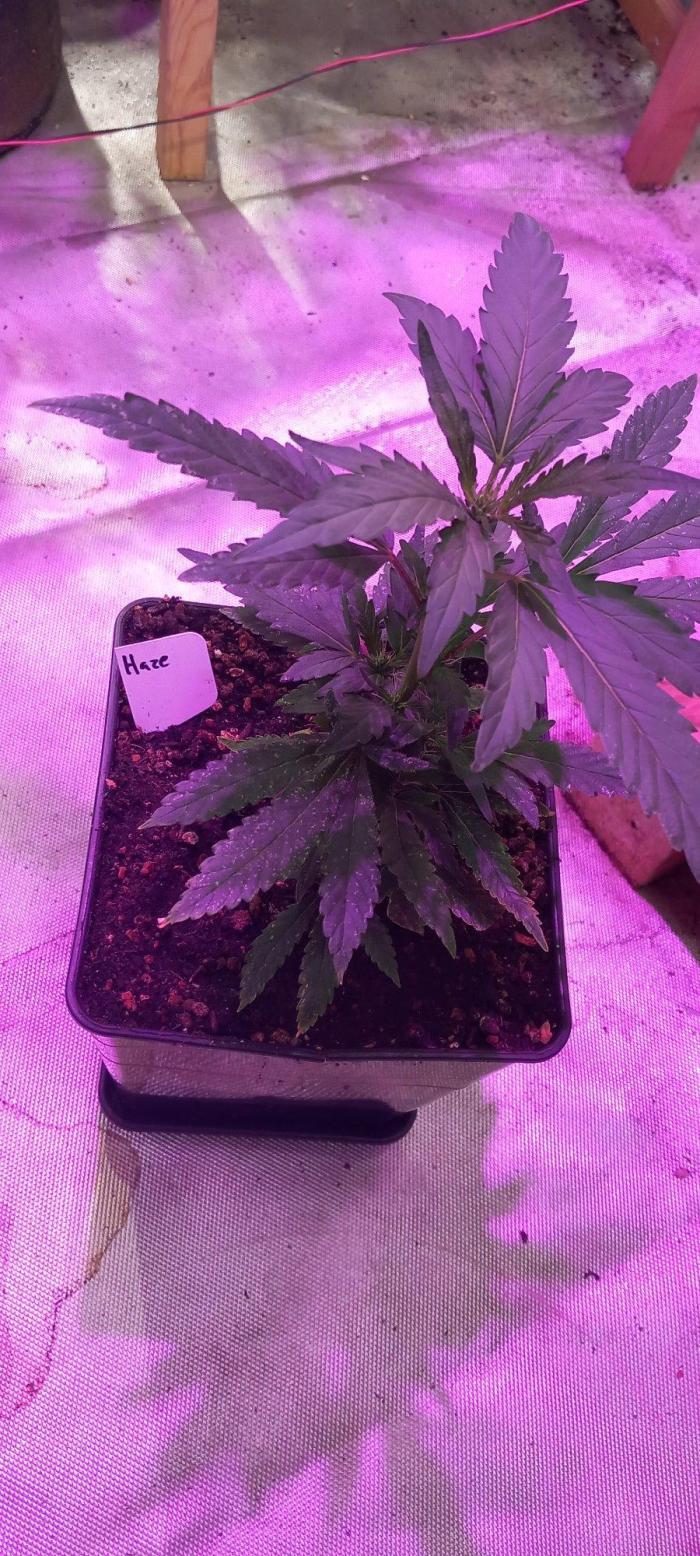 Haze Window. Week 30 - Nailed the start this time