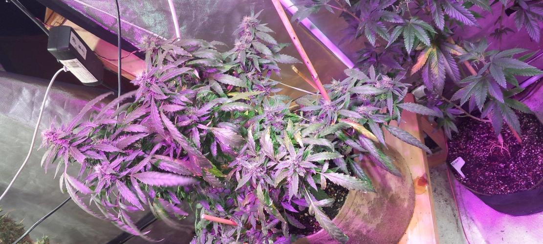 Chr.BerryPurple P autoXPineapple Express. Week 10