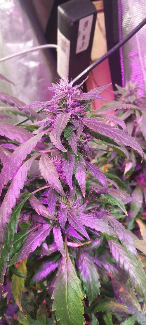 Chr.BerryPurple P autoXPineapple Express. Week 10