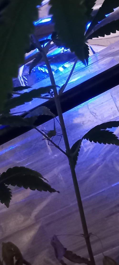 Regular Autoflower Indoor Landrace. Week 5