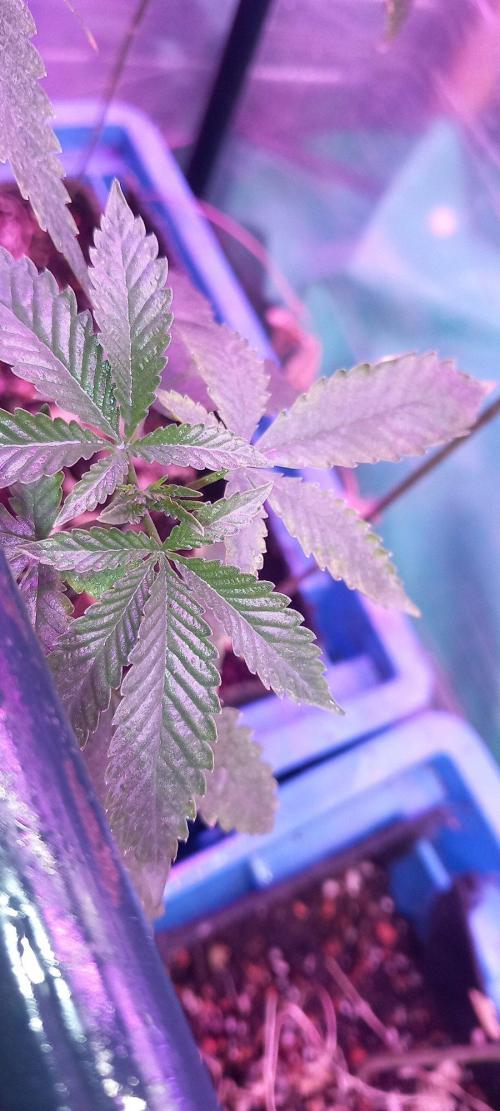Regular Autoflower Indoor Landrace. Week 8
