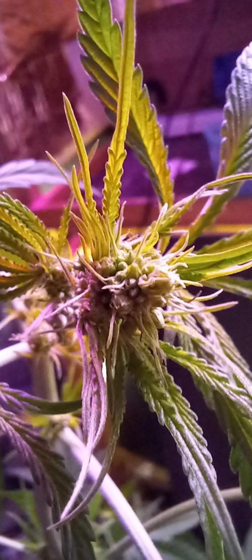Regular Autoflower Indoor Landrace. Week 8