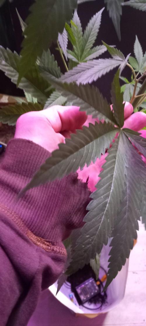 Regular Autoflower Indoor Landrace. Week 8