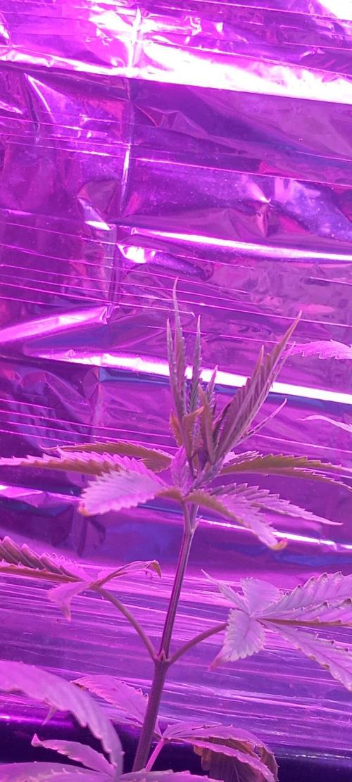 Regular Autoflower Indoor Landrace. Week 8